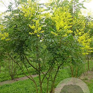 Koelreuteria paniculata 175-200 cm draadkluit meerstammig
