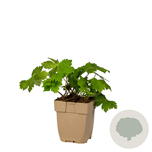 Kolkwitzia amabilis 125-150 cm 20L 3 stok