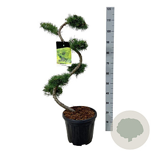 Larix kaempferi 80 cm 15L bonsai