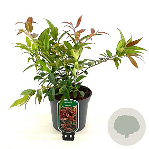 Leucothoe keiskei 'Royal Ruby' 25-30 cm 2,0L