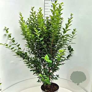 Ligustrum ovalifolium 125-150 cm 10L