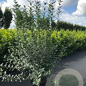 Ligustrum vulg. 'Atrovirens' 150-175 cm 12L