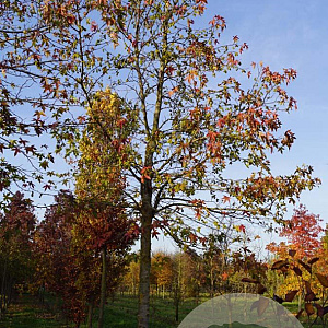 Liquidambar s. 'Worplesdon' 30-35 HO draadkluit