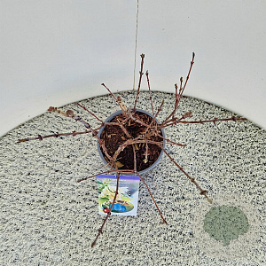 Lonicera c. kamtschatica 40-45 cm 2,5L