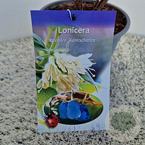 Lonicera c. kamtschatica 40-45 cm 2,5L