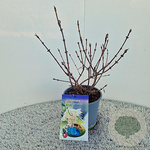 Lonicera c. kamtschatica 40-45 cm 2,5L