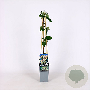 Lonicera caprifolium 70 cm 2,0L