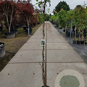 Lonicera periclymenum 150-175 cm 5,0L