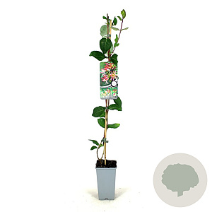 Lonicera per. 'Belgica Select' 80-100 cm 2,5L