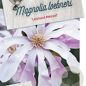 Magnolia loebneri 'Leonard Messel' 60-80 cm 5,0L