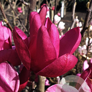 Magnolia Pink Pyramid 80-100 cm 20L