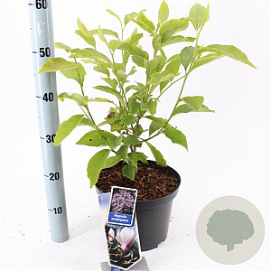 Magnolia soulangeana 50-60 cm 5,0L