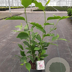 Magnolia soulangeana 50-60 cm 5,0L