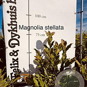Magnolia stellata 50-60 cm met kluit