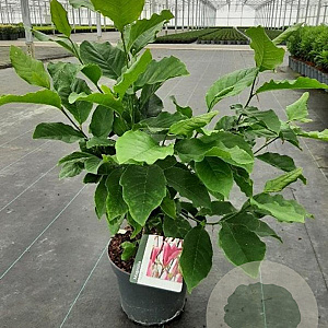 Magnolia 'Susan' 50-60 cm 5,0L