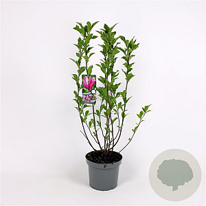 Magnolia 'Susan' 100-125 cm 7,5L met knop