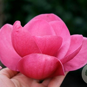 Magnolia Watermelon 80-100 cm 20L
