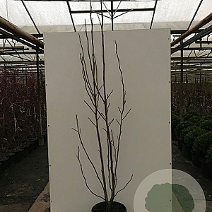 Magnolia 'Yellow Lantern' 100-125 cm met kluit