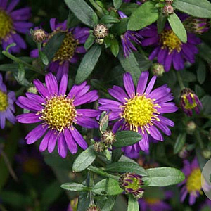 Aster ageratoides 'Ezo Murazaki' GM  P11