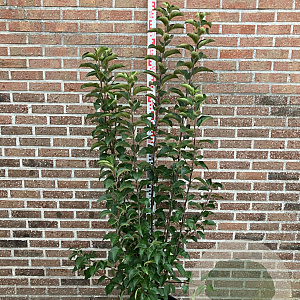 Malus 'Evereste' 150-175 cm 20L