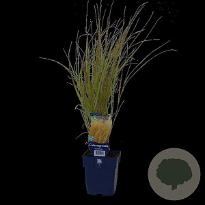 Calamagrostis arundinacea GM  P11
