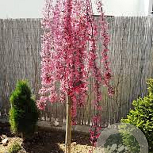 Malus 'Royal Beauty' 6-8 HO 45L 220 cm stam