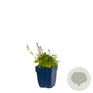 Campanula posch. 'Lisduggan Var.' GM  P11