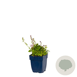 Campanula posch. 'Lisduggan Var.' GM  P11