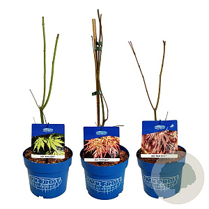Mixlaag Acer palmatum veredeld 40-50 cm 3,0L