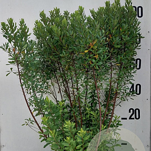Myrica gale 80-100 cm 20L