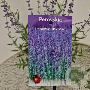 Perovskia 'Blue Spire' 40-45 cm 2,5L