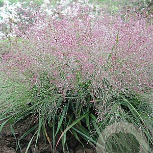 Eragrostis spectabilis GM  P11