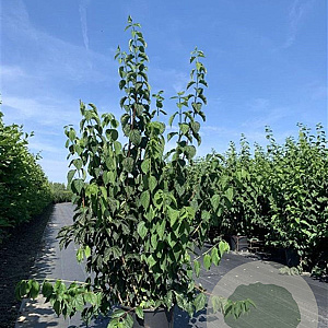 Philadelphus coronarius 175-200 cm 20L