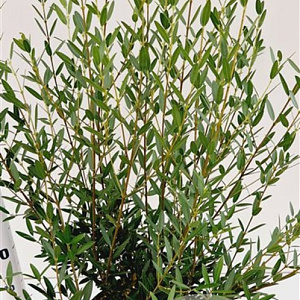 Phillyrea angustifolia 60-80 cm 7,5L