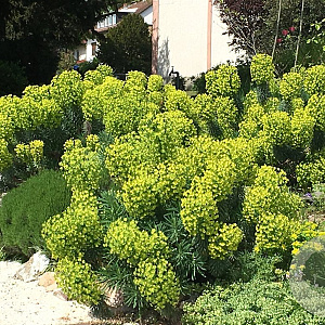 Euphorbia characias wulfenii GM  P11
