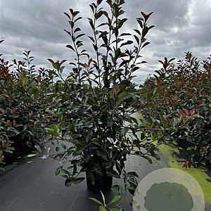 Photinia fraseri 'Red Robin' 125-150 cm 12L