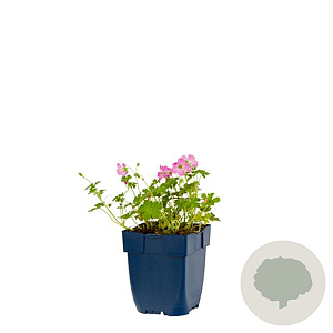 Geranium rivers. 'Mavis Simpson' GM  P11