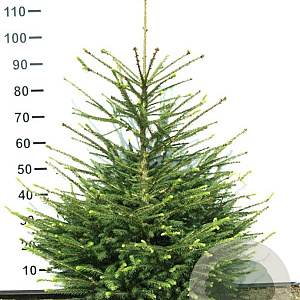 Picea abies 80-100 cm met kluit