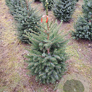 Picea omorika 60-80 cm met kluit