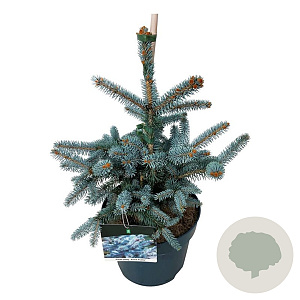 Picea pungens 'Erich Frahm' 40-50 cm P26