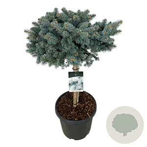 Picea pungens 'Glauca Globosa' 60 cm stam 30L
