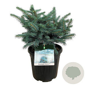 Picea pungens 'Karpaten' 40-50 cm 15L