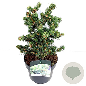 Picea pungens 'Lucky Strike' 25-30 cm