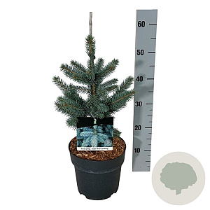 Picea pungens Super Blue Seedling 30-40 cm 4,5L