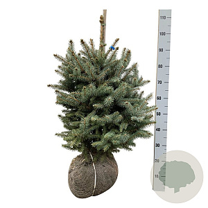Picea pungens Super Blue Seedling 50-60 cm met kluit extra