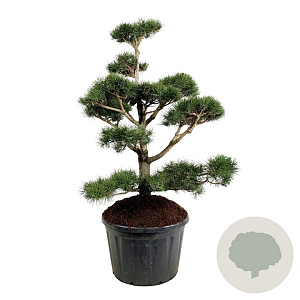 Pinus contorta 150-175 cm cont. 230L
