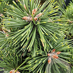 Pinus mugo 'Green Pearl' 20-25 cm 3,0L