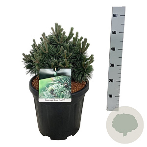 Pinus mugo 'Green Pearl' 30-40 cm 15L