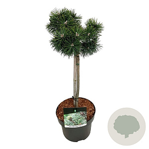 Pinus mugo 'Green Pearl' 40 cm stam 5,0L