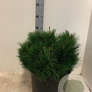 Pinus mugo pumilio 40-50 cm 7,5L